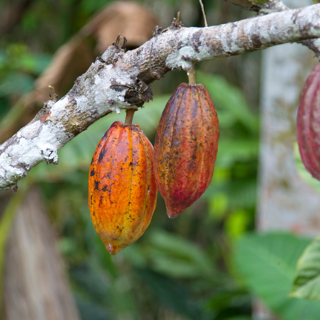 Vaina de cacao en árbol